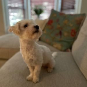 Meet your Posher, Grace